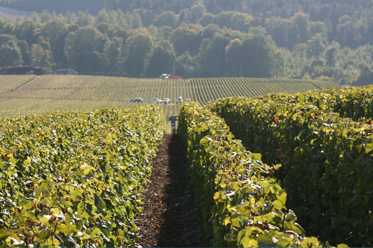 Rangées de vignes du Champagne Dallancourt, à Épernay